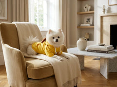 A small white dog wearing a yellow hoodie sits on a beige armchair in a bright, modern living room with a cream throw blanket draped over the chair.